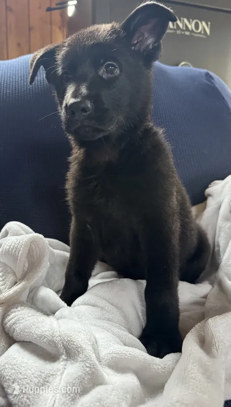 All Black AKC Female – German Shepherd Dog puppy for sale in Lyndon, VT
