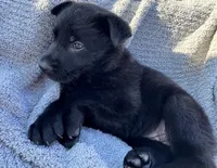 Black AKC Ms. Pink, a female German Shepherd Dog for sale in Lyndon, VT – 3 of 10