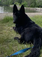 All Black AKC Female, a female German Shepherd Dog for sale in Lyndon, VT – 10 of 10