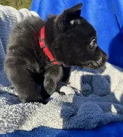 Black AKC Mr. Red, a male German Shepherd Dog for sale in Lyndon, VT – 2 of 9