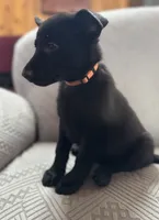 Black AKC Female , a female German Shepherd Dog for sale in Lyndon, VT – 3 of 9