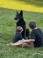 Black AKC Ms. Pink, a female German Shepherd Dog for sale in Lyndon, VT – 6 of 10