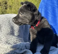 All Black AKC Female, a female German Shepherd Dog for sale in Lyndon, VT – 4 of 10