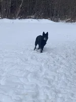 Black AKC Female , a female German Shepherd Dog for sale in Lyndon, VT – 9 of 9