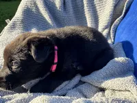 Black AKC Ms. Pink, a female German Shepherd Dog for sale in Lyndon, VT – 2 of 10
