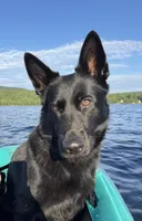 Black AKC Female , a female German Shepherd Dog for sale in Lyndon, VT – 7 of 9