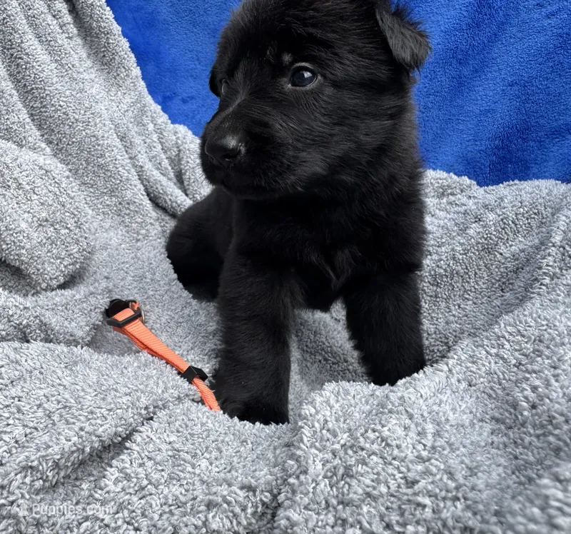All Black AKC Female – German Shepherd Dog puppy for sale in Lyndon, VT