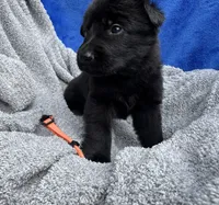 All Black AKC Female, a female German Shepherd Dog for sale in Lyndon, VT – 1 of 10