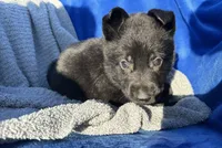 Black AKC Mr. Red, a male German Shepherd Dog for sale in Lyndon, VT – 3 of 9