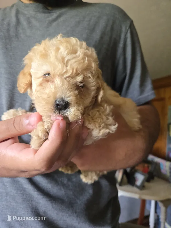 Red – Poodle - Toy  puppy for sale in Swainsboro, GA