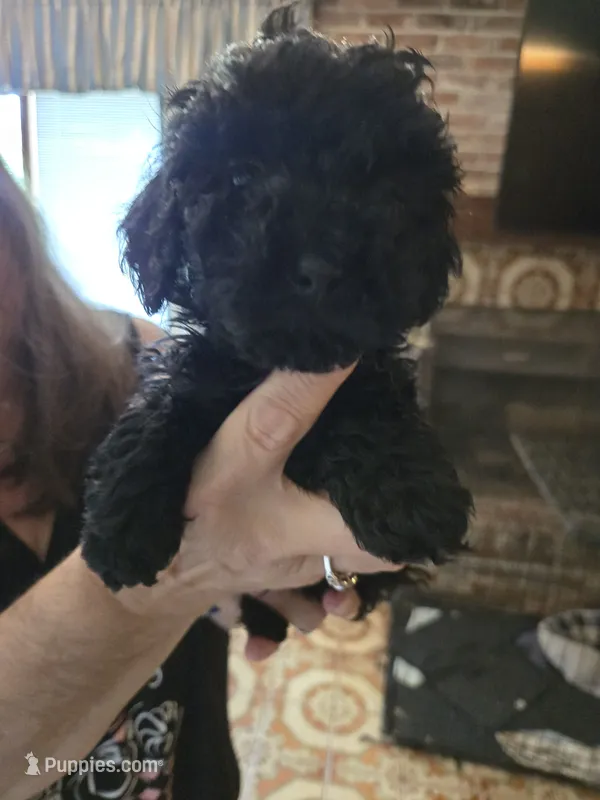 DarkBlue – Poodle - Toy  puppy for sale in Swainsboro, GA
