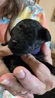 Purple, a female Poodle - Toy  for sale in Swainsboro, GA – 1 of 2
