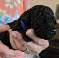 DarkBlue, a male Poodle - Toy  for sale in Swainsboro, GA – 2 of 3