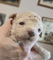 Pink, a female Poodle - Toy  for sale in Swainsboro, GA – 2 of 3