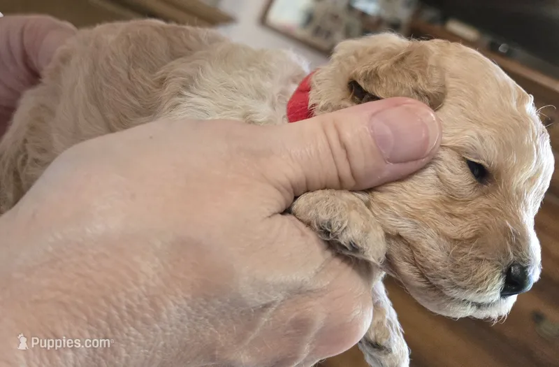 Red – Poodle - Toy  puppy for sale in Swainsboro, GA