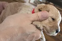 Red, a male Poodle - Toy  for sale in Swainsboro, GA – 1 of 3