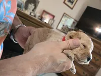 Red, a male Poodle - Toy  for sale in Swainsboro, GA – 3 of 3