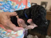 DarkBlue, a male Poodle - Toy  for sale in Swainsboro, GA – 3 of 3