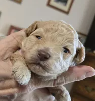 Pink, a female Poodle - Toy  for sale in Swainsboro, GA – 3 of 3