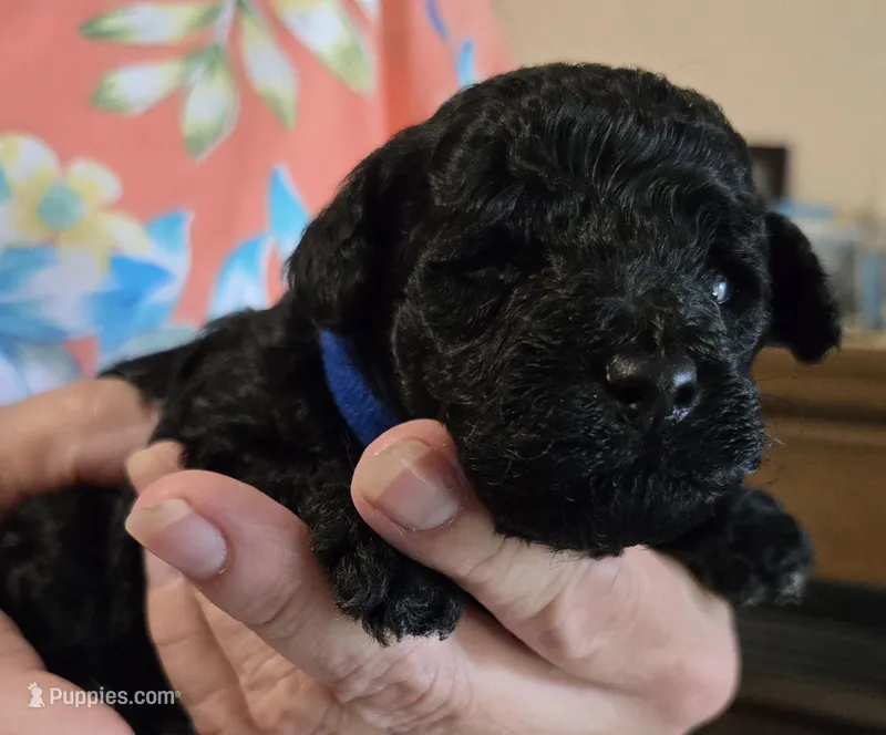DarkBlue – Poodle - Toy  puppy for sale in Swainsboro, GA
