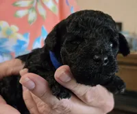 DarkBlue, a male Poodle - Toy  for sale in Swainsboro, GA – 1 of 3