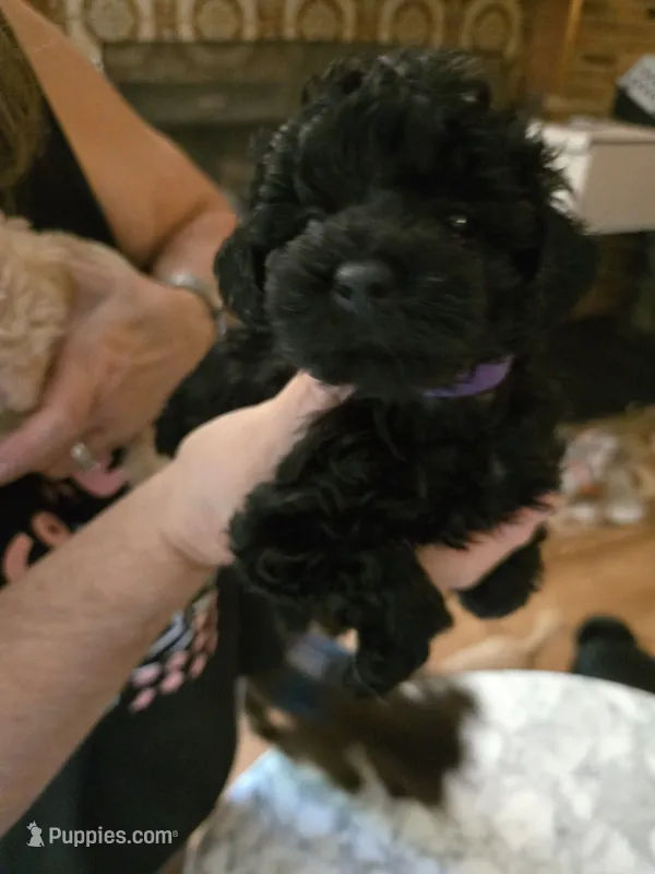 Purple – Poodle - Toy  puppy for sale in Swainsboro, GA