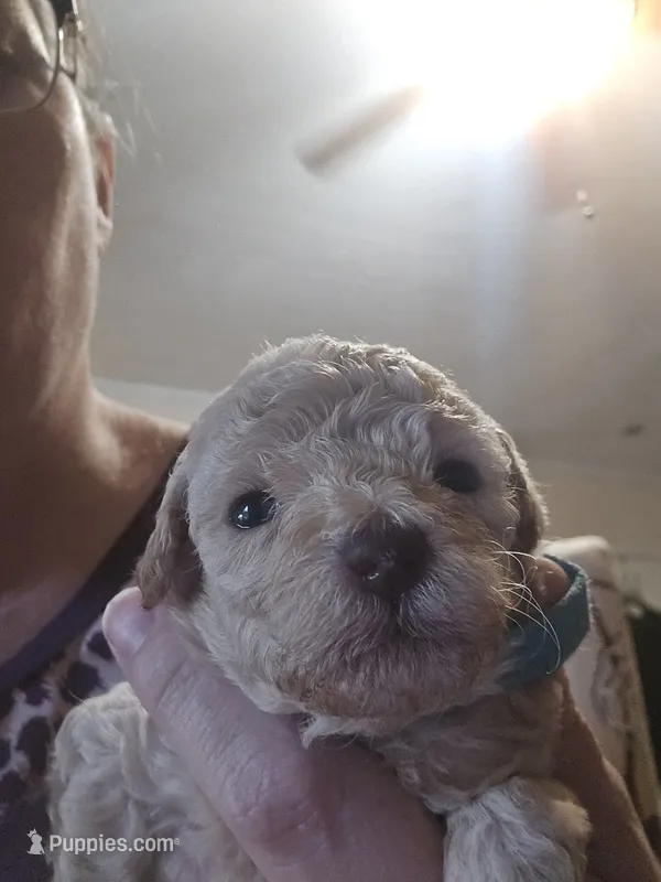 LightBlue – Poodle - Toy  puppy for sale in Swainsboro, GA