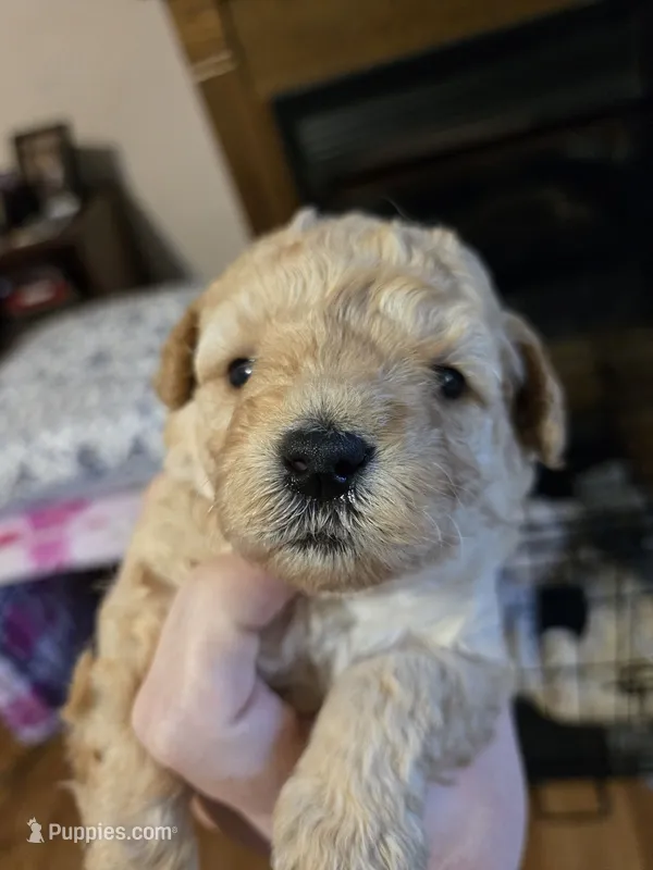 Red – Poodle - Toy  puppy for sale in Swainsboro, GA