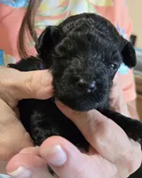 Purple, a female Poodle - Toy  for sale in Swainsboro, GA – 2 of 2