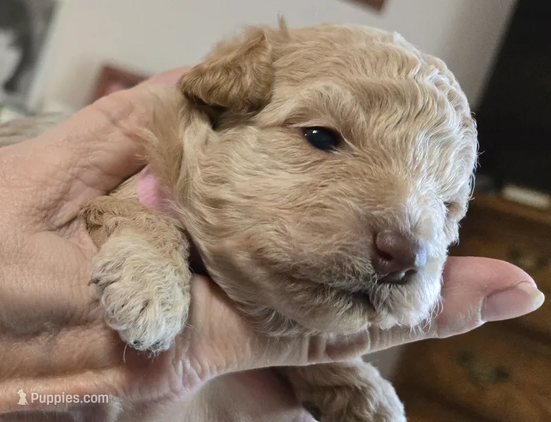 Pink – Poodle - Toy  puppy on hold in Swainsboro, GA