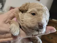 Pink, a female Poodle - Toy  for sale in Swainsboro, GA – 1 of 3