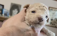 LightBlue, a male Poodle - Toy  for sale in Swainsboro, GA – 2 of 3