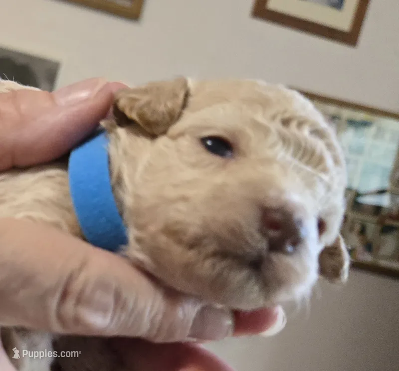 LightBlue – Poodle - Toy  puppy for sale in Swainsboro, GA