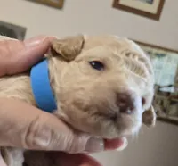 LightBlue, a male Poodle - Toy  for sale in Swainsboro, GA – 1 of 3