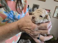 LightBlue, a male Poodle - Toy  for sale in Swainsboro, GA – 3 of 3