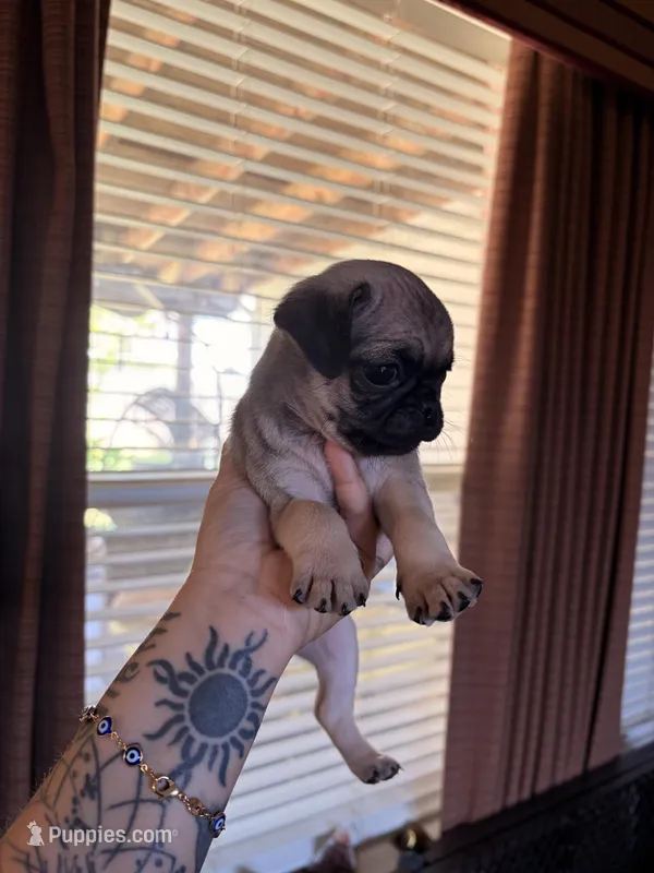 No Names – Pug puppy for sale in Keller, TX
