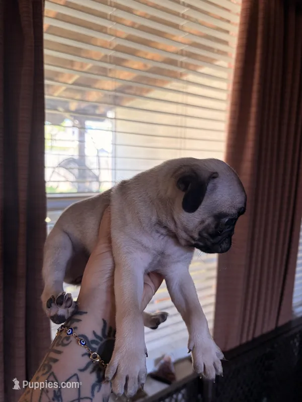 No Name – Pug puppy for sale in Keller, TX