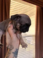 No Name, a male Pug for sale in Keller, TX – Photo 1 of 2