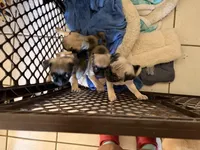 No Name, a male Pug for sale in Keller, TX – Photo 2 of 2