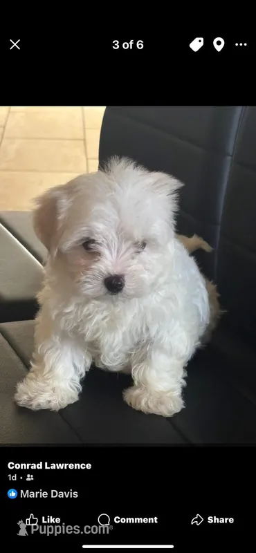 Halle  – Maltese puppy for sale in New Orleans, LA