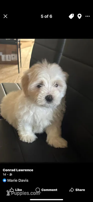 Teddy – Maltese puppy for sale in New Orleans, LA
