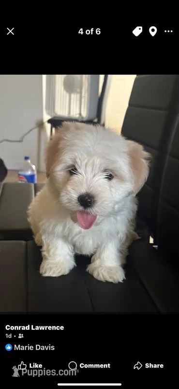 Stella – Maltese puppy for sale in New Orleans, LA