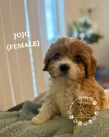 Mini Cavapoos - Available Now!, a female Cavapoo for sale in Las Vegas, NV – 2 of 3