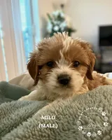 Mini Cavapoos - Available Now!, a female Cavapoo for sale in Las Vegas, NV – 3 of 3