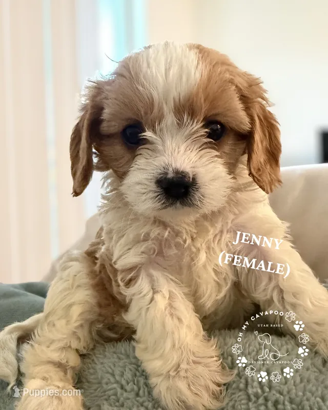 Mini Cavapoos - Available Now! – Cavapoo puppy for sale in Las Vegas, NV