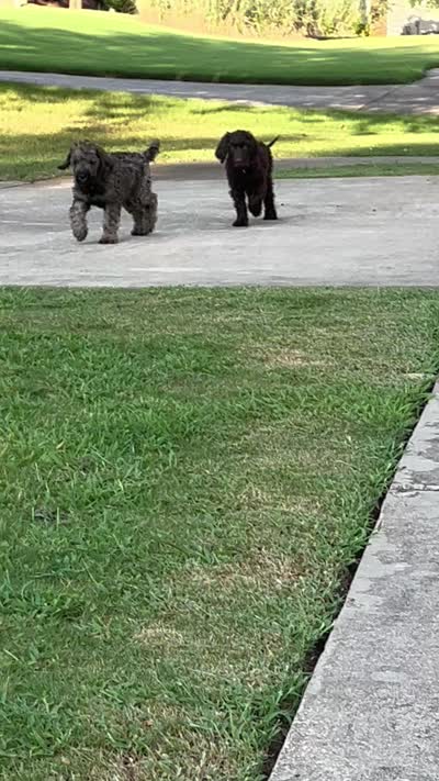 Sweetie - Price Open for Best Offer, a female Goldendoodle and Poodle - Standard  for sale in Conyers, GA – 5 of 7