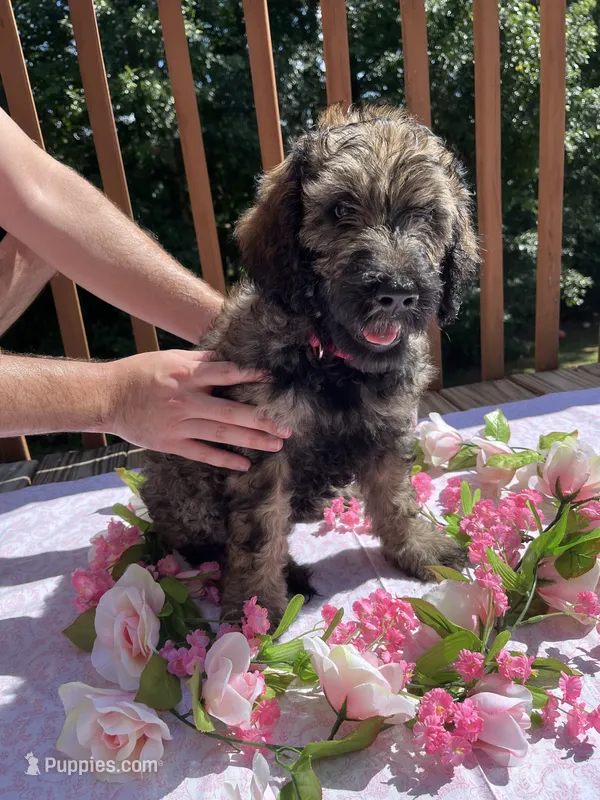 Sweetie – Goldendoodle, Poodle - Standard  puppy for sale in Conyers, GA