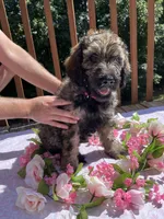 Sweetie, a female Goldendoodle and Poodle - Standard  for sale in Conyers, GA – 1 of 3