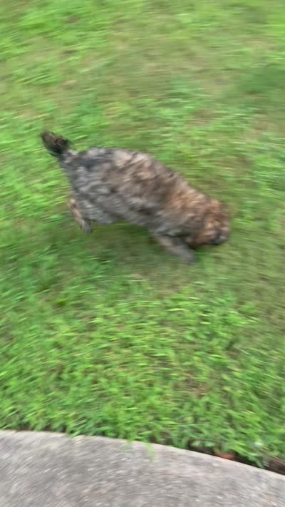 Princess - Price Open for Best Offer, a female Goldendoodle and Poodle - Standard  for sale in Conyers, GA – 6 of 6