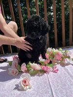 Princess, a female Goldendoodle and Poodle - Standard  for sale in Conyers, GA – 2 of 3